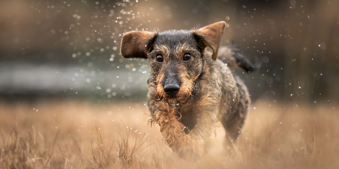 Marleen Verheul Fotografie, hondenfotografie, teckel rent door plassen water in het bos