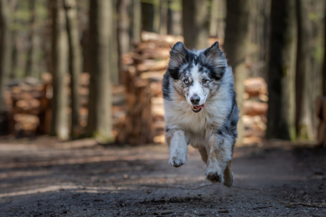Marleen Verheul Fotografie, hondenfotografie, hondenfotograaf, Australian Sheperd