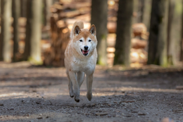 Marleen Verheul Fotografie, hondenfotografie, hondenfotograaf, Shiba Inu