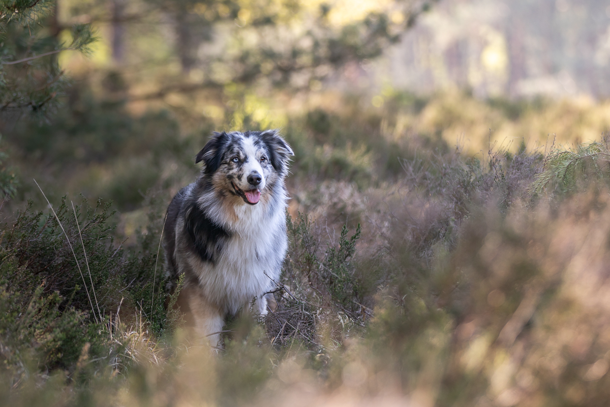 Marleen Verheul Fotografie, hondenfotografie, hondenfotograaf, Australian Sheperd