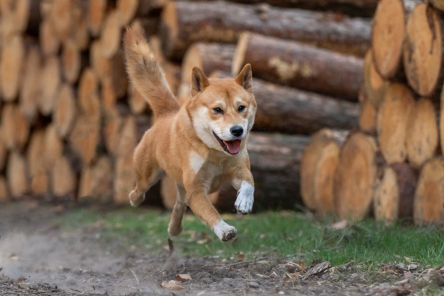 Marleen Verheul Fotografie, hondenfotografie, hondenfotograaf, Shiba Inu