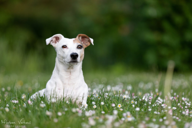 Marleen Verheul Fotografie, hondenfotografie, hondenfotograaf, hondenportret, Jack Russell in het gras
