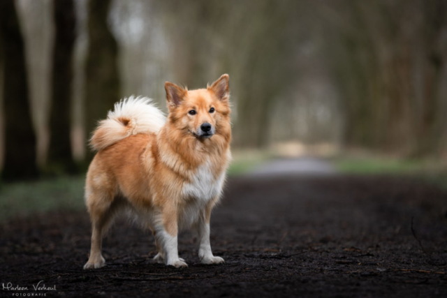 Marleen Verheul Fotografie, hondenfotografie, hondenfotograaf, Strobist Fotografie, IJslandse hond