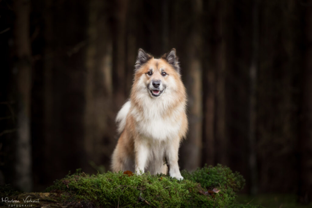 Marleen Verheul Fotografie, hondenfotografie, hondenfotograaf, IJslandse hond