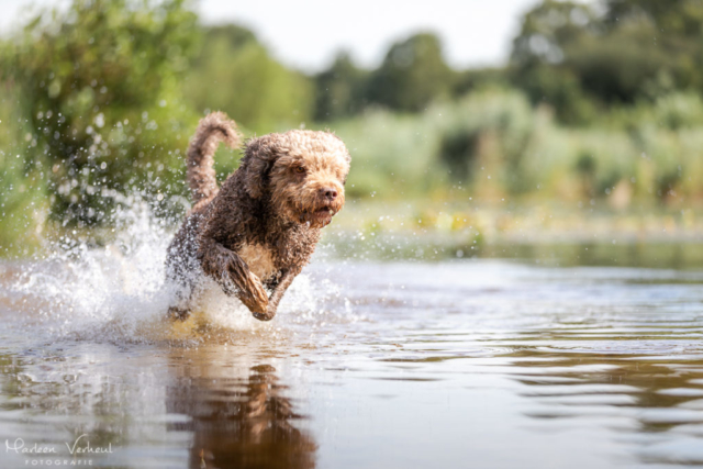 Marleen Verheul Fotografie, hondenfotografie, hondenfotograaf, actiefotografie, hond in actie, Spaanse waterhond rent door het water