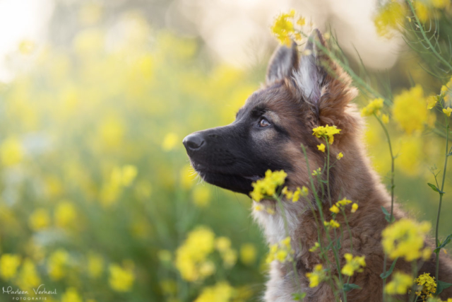 Marleen Verheul Fotografie, hondenfotografie, hondenfotograaf, Duitse herder puppy