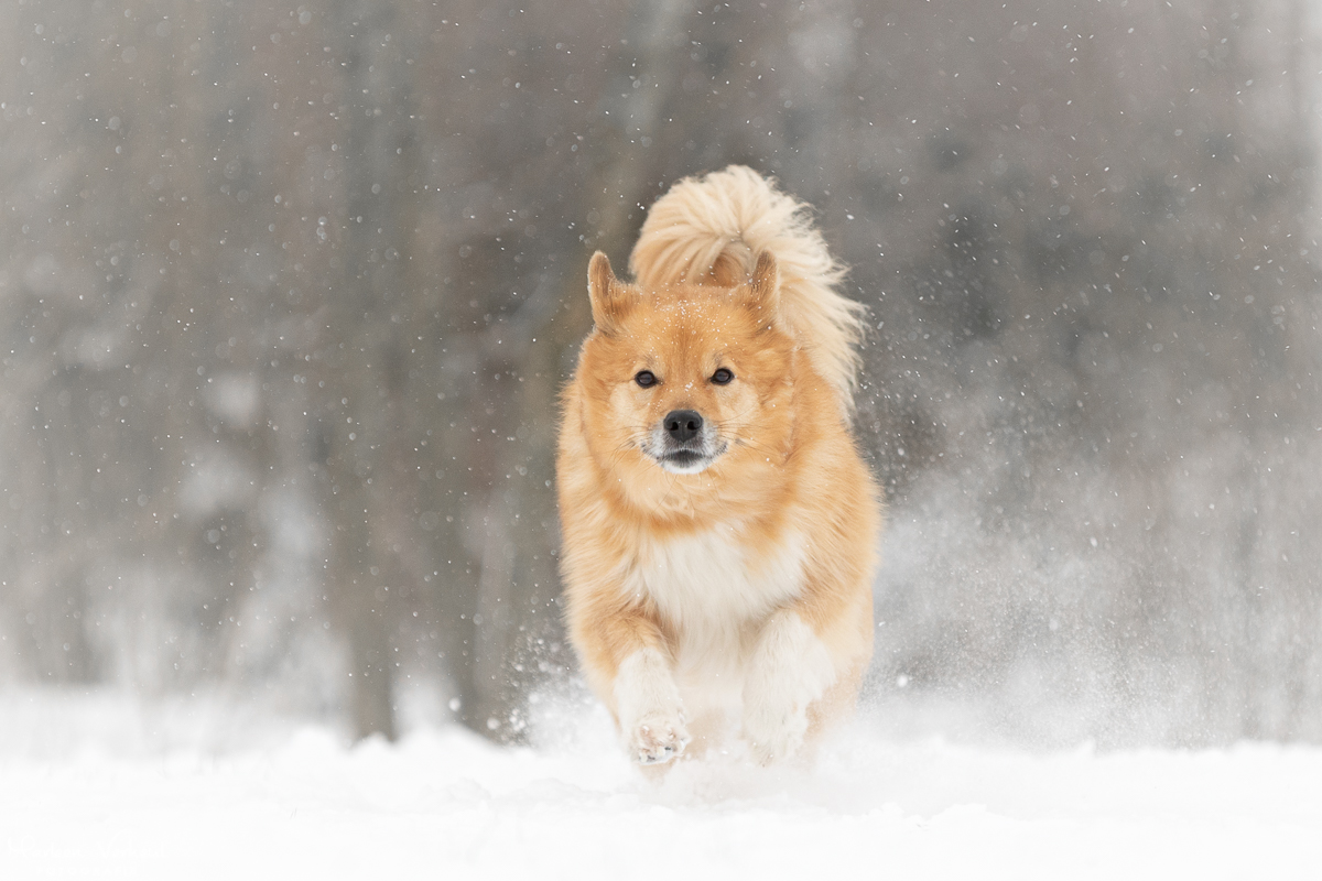 Marleen Verheul Fotografie, hondenfotografie, hondenfotograaf, IJslandse hond in de sneeuw