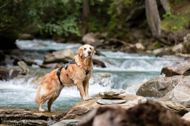 Marleen Verheul Fotografie, hondenfotografie, hondenfotograaf, hondenportret, Golden retriever bij een rivier in Oostenrijk