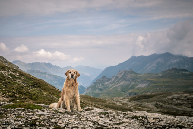 Marleen Verheul Fotografie, hondenfotografie, hondenfotograaf, hondenportret, Golden Retriever in het Gross Glockner gebied in Oostenrijk