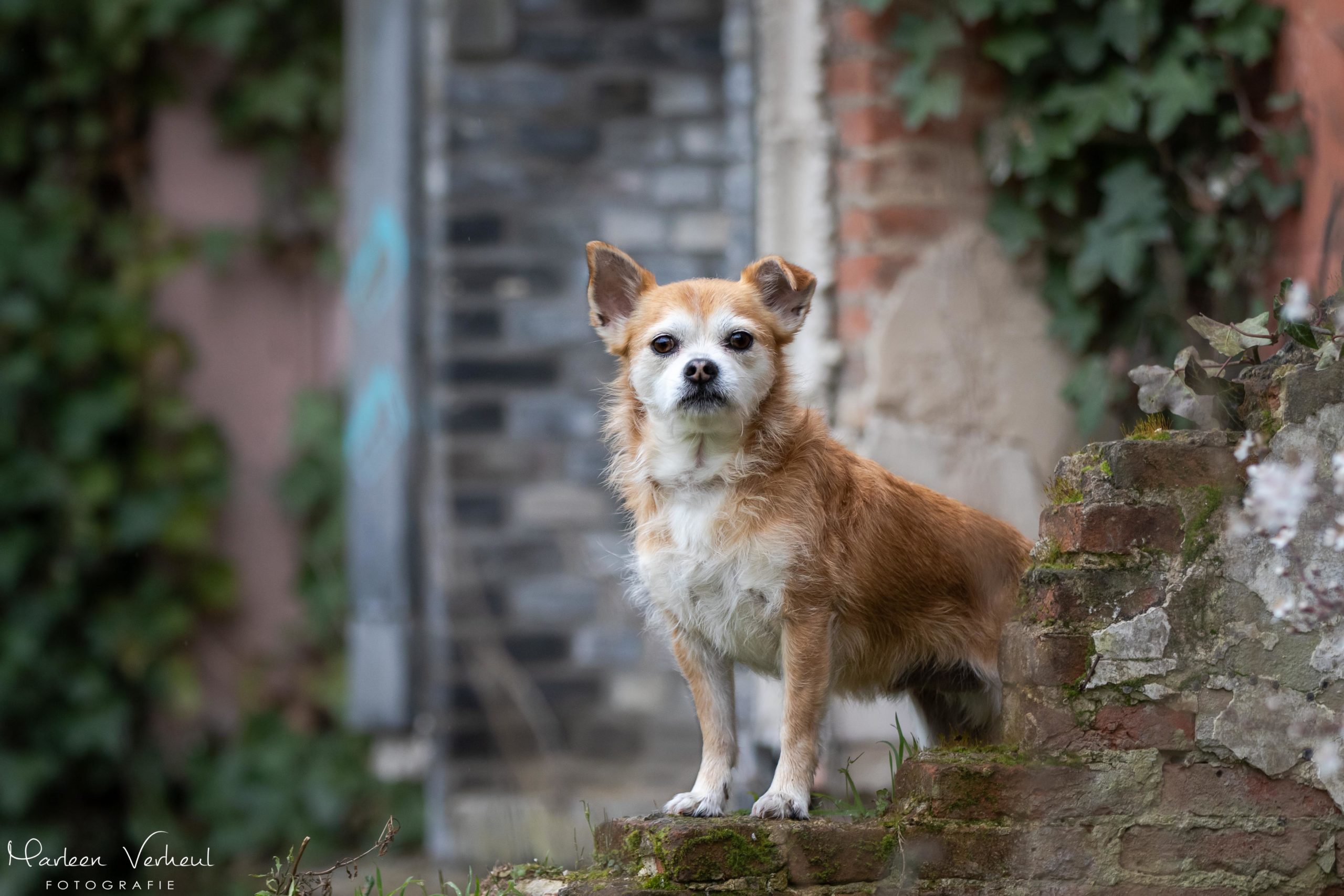 Marleen Verheul Fotografie, hondenfotografie, hondenfotograaf, hondenportret in Doel (België)