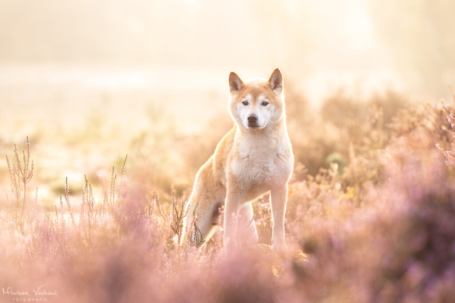Marleen Verheul Fotografie, hondenfotografie, hondenfotograaf, Shiba Inu