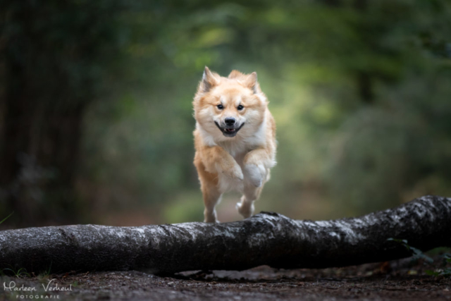 Marleen Verheul Fotografie, hondenfotografie, hondenfotograaf, actiefotografie, hond in actie, IJslandse hond springt over een boom