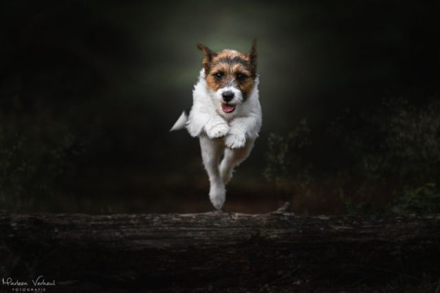 Marleen Verheul Fotografie, hondenfotografie, hondenfotograaf, Jack Russell Terriër springt over boomstam