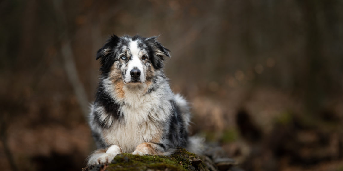 Marleen Verheul Fotografie-hondenfotografie-australian Shepherd