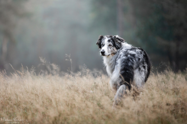 Marleen Verheul Fotografie, hondenfotografie, hondenfotograaf, Australian Shepherd