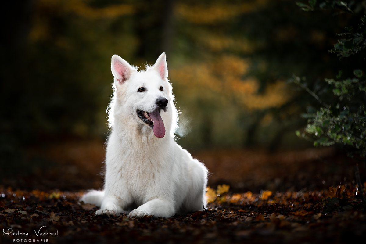 Marleen Verheul Fotografie, hondenfotografie, hondenfotograaf, hondenportret, strobist fotografie, witte herder in het bos
