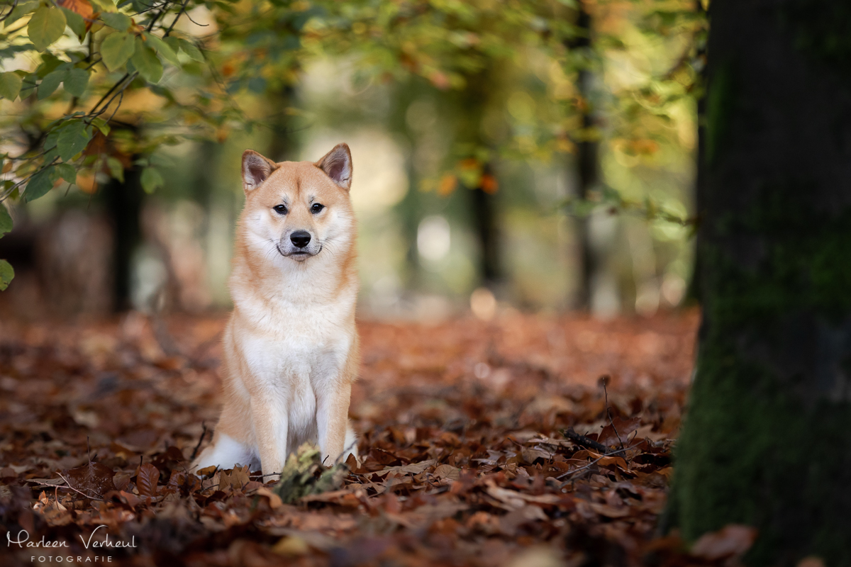 Marleen Verheul Fotografie, hondenfotografie, hondenfotograaf, hondenportret, Shiba Inu in het bos