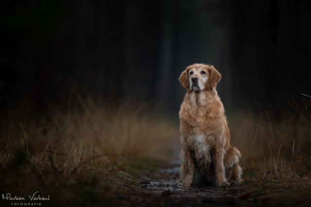 Marleen Verheul Fotografie, hondenfotografie, hondenfotograaf, hondenportret, strobist fotografie, Golden retriever