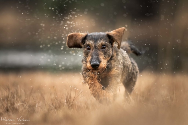 Marleen Verheul Fotografie, hondenfotografie, hondenfotograaf, actiefotografie, hond in actie, Ruwharige Teckel