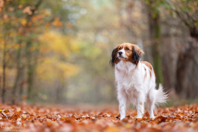 Marleen Verheul Fotografie, hondenfotografie, hondenfotograaf, Kooiker hondje