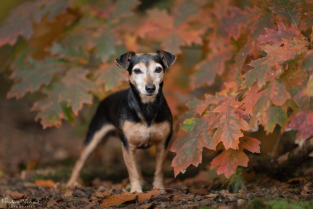 Marleen Verheul Fotografie, hondenfotografie, hondenfotograaf, Jack Russell