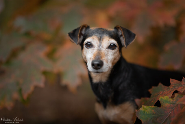 Marleen Verheul Fotografie, hondenfotografie, hondenfotograaf, Jack Russell Terrier