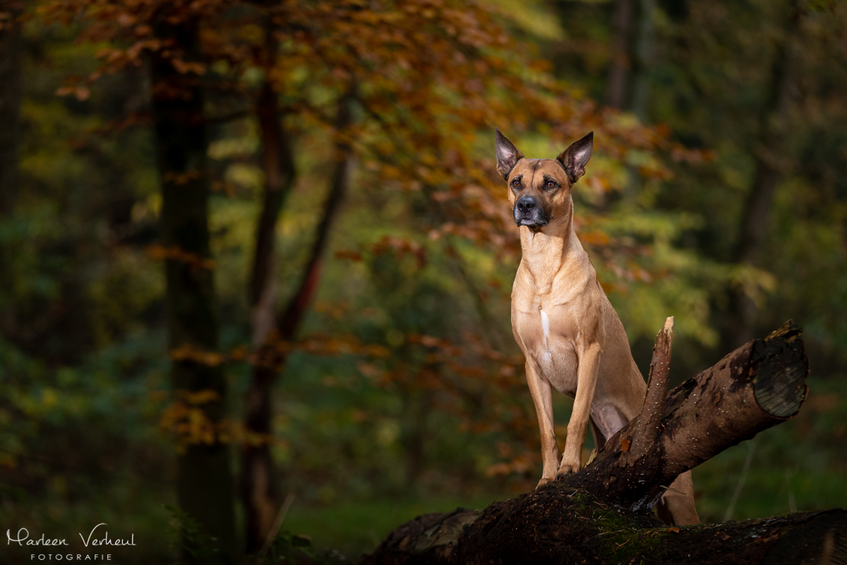 Marleen Verheul Fotografie, hondenfotografie, hondenfotograaf, hondenportret, strobist fotografie, hond in het bos