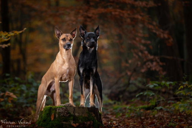 Marleen Verheul Fotografie, hondenfotografie, hondenfotograaf, hondenportret, strobist fotografie, honden in het bos