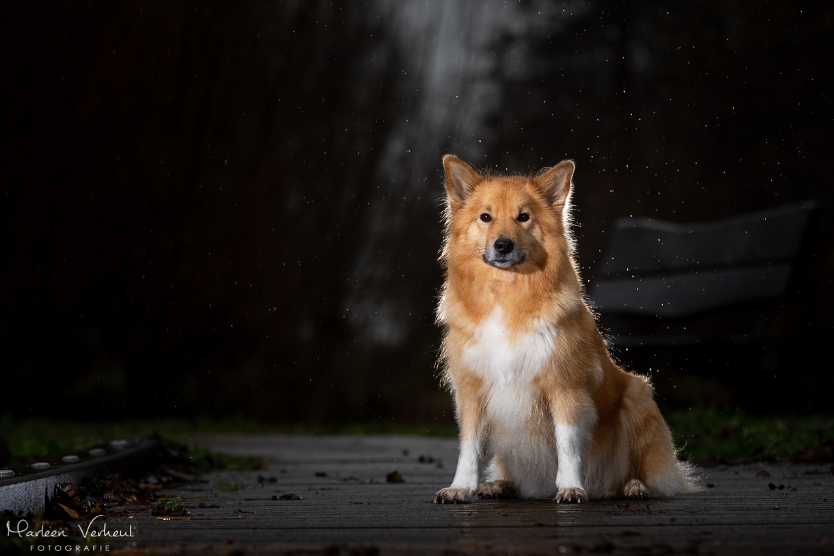 Marleen Verheul Fotografie, hondenfotografie, hondenfotograaf, hondenportret, strobist fotografie, IJslandse Hond