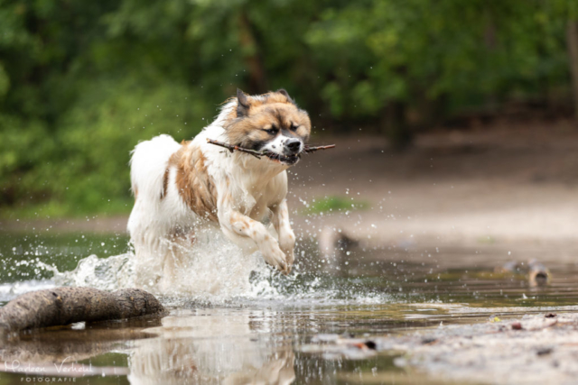 Marleen Verheul Fotografie, hondenfotografie, hondenfotograaf, actiefotografie, hond in actie, Chebo in actie door het water
