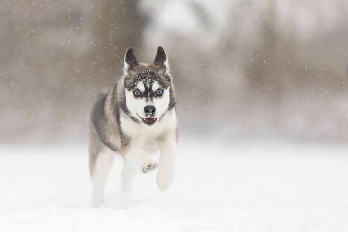 marleen Verheul Fotografie, hondenfotografie, hondenfotograaf, Pomski in de sneeuw