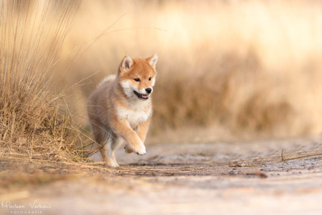 Marleen Verheul Fotografie, hondenfotografie, hondenfotograaf, actiefotografie, hond in actie, Shiba Inu pup