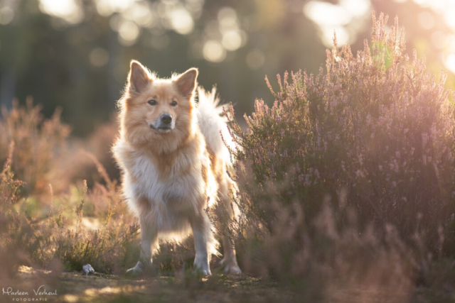 Marleen Verheul Fotografie, hondenfotografie, hondenfotograaf, IJslandse hond