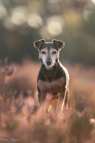 Marleen Verheul Fotografie, hondenfotografie, hondenfotograaf, Jack Russell