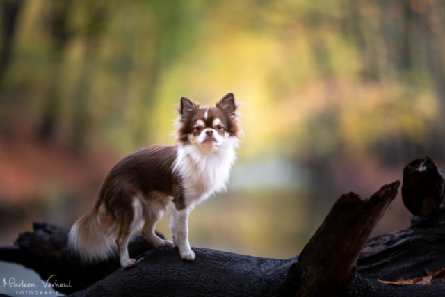 Marleen Verheul Fotografie, hondenfotografie, hondenfotograaf, hondenportret, Chihuahua op landgoed Clingendael in Den Haag