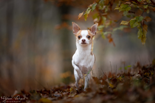 Marleen Verheul Fotografie, hondenfotografie, hondenfotograaf, hondenportret, Chihuahua in het bos