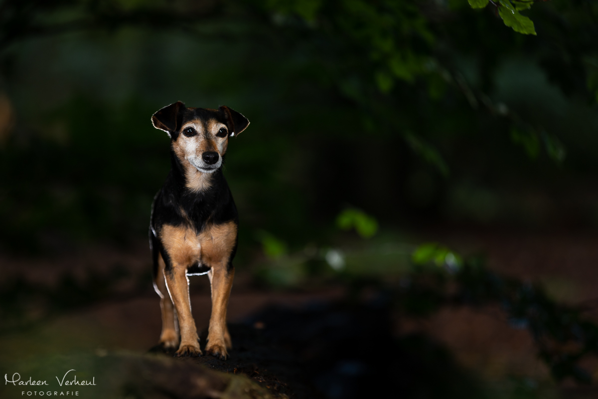 Marleen Verheul Fotografie, hondenfotografie, hondenfotograaf, hondenportret, strobist fotografie, Jack Russell in het bos
