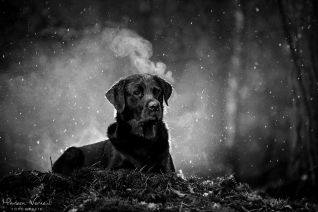 Marleen Verheul Fotografie, hondenfotografie, hondenfotograaf, hondenportret, strobist fotografie, labrador in het bos, zwart/wit