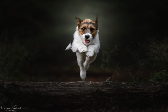 Marleen Verheul Fotografie, hondenfotografie, hondenfotograaf, jack russell terriër