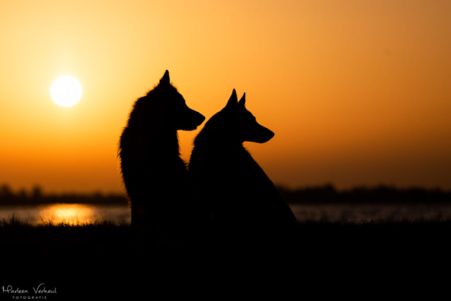 Marleen Verheul Fotografie, hondenfotografie, hondenfotograaf, zonsopkomst, silhouet, herders