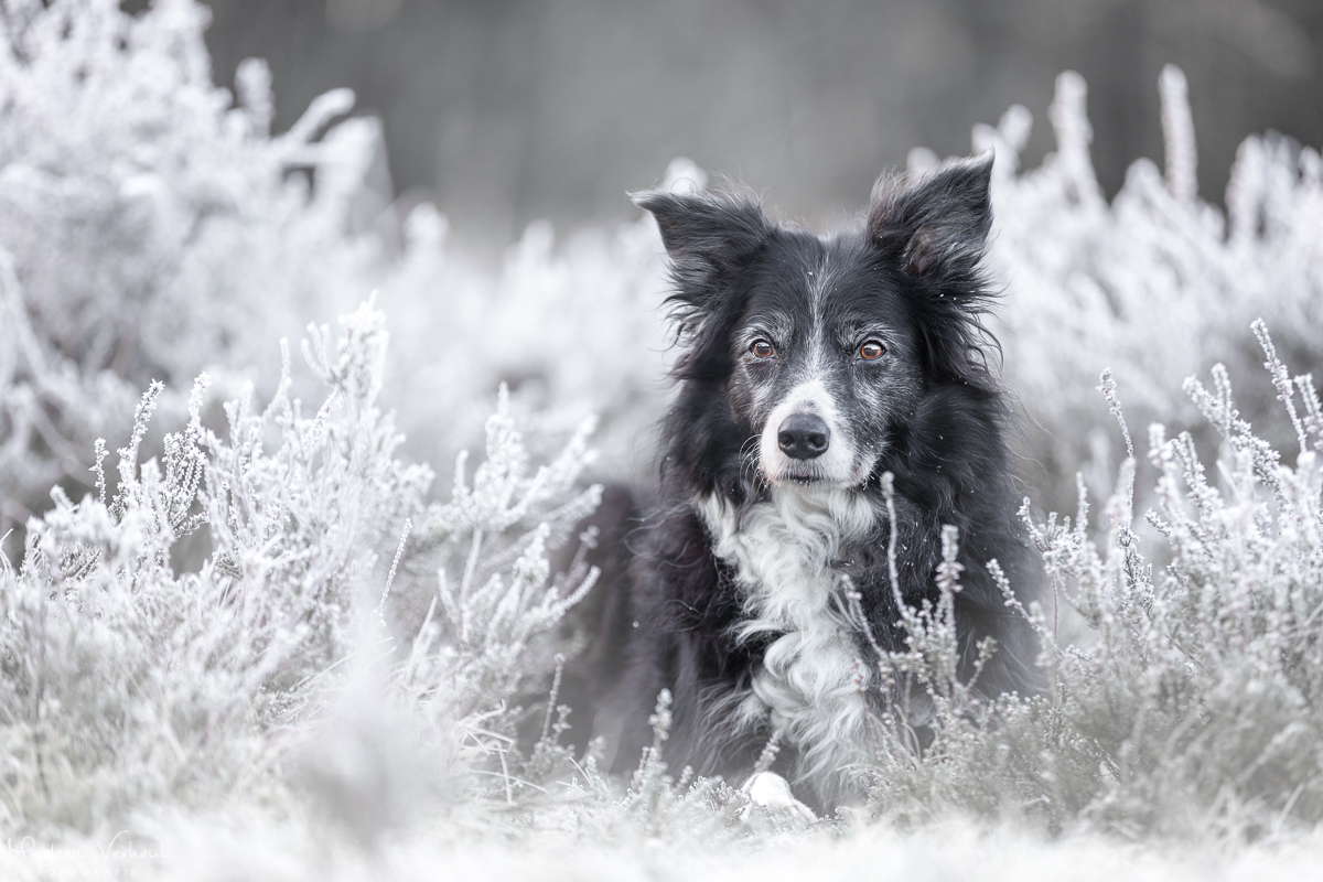Marleen Verheul Fotografie, hondenfotografie, hondenfotograaf, frozen world, border collie